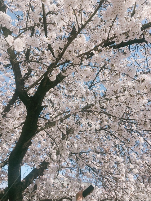 벚꽃,봄,벚꽃구경,축제,사쿠라,나무,꽃