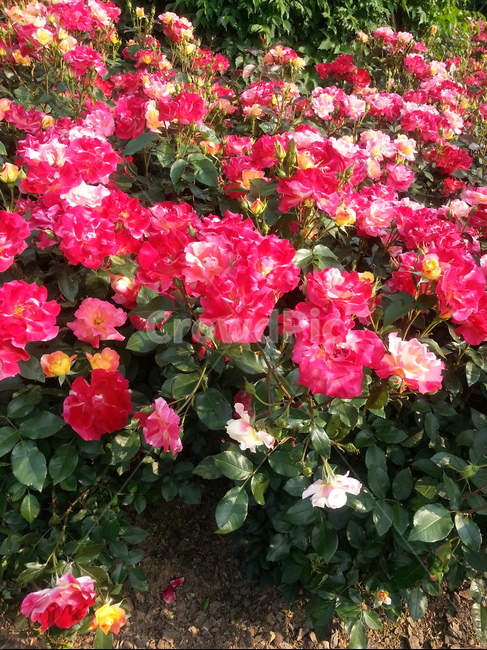 장미,빨간색,플라워,장미꽃,flower,rose,빨간장미,색깔