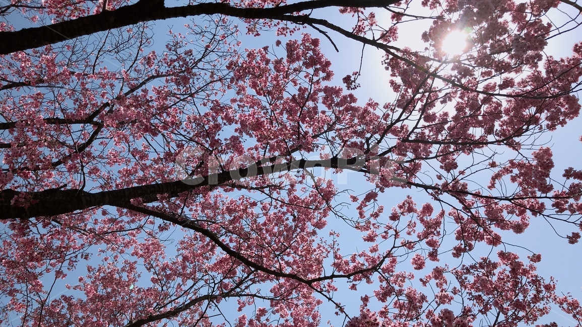 벚꽃,봄,일본,나무,사쿠라