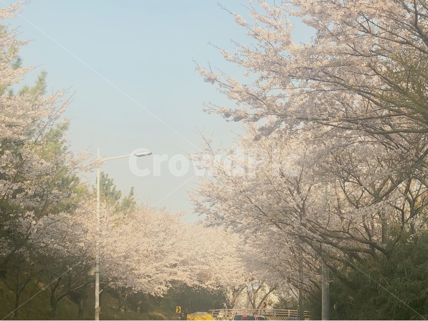 벚꽃,봄,풍경,봄풍경,분위기,꽃놀이,봄,계절,spring,season,자연,풍경,nature,landscape