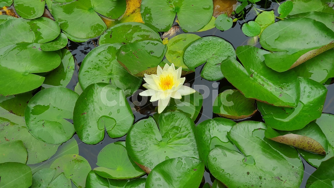 연꽃,꽃,연못,plant,flower,자연,식물,자연,plants,nature,꽃,flower