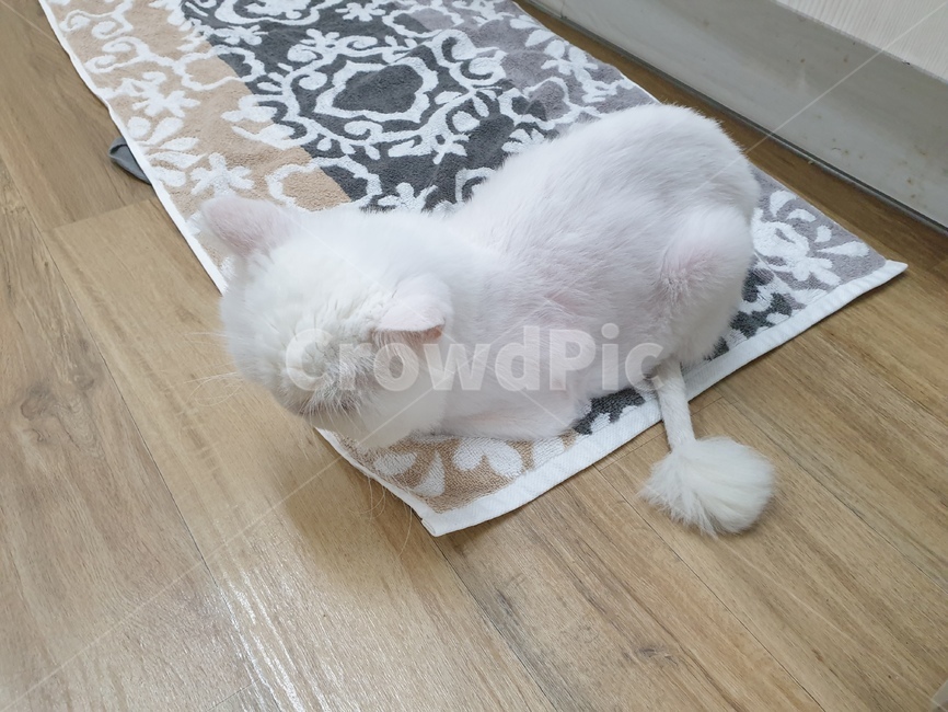고양이,수컷,암컷,꼬리,캣츠,동물,animal,포유류,mammal,고양이,cat,kitten,kitty