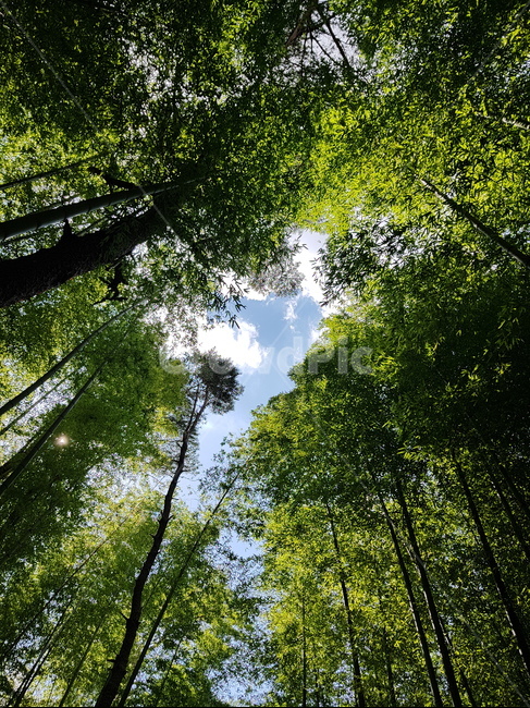 숲,나무,하늘,풍경,경치,초록,tree,sky