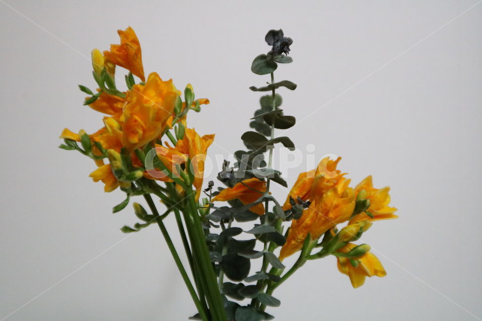 꽃,봄,봄날,프리지어,후레지아,후리지아,노란꽃,식물,흰배경,flower,spring,yellow,plant,freesia,식물,자연,plants,nature,꽃,flower,실내용화초,화분,화초,house plant