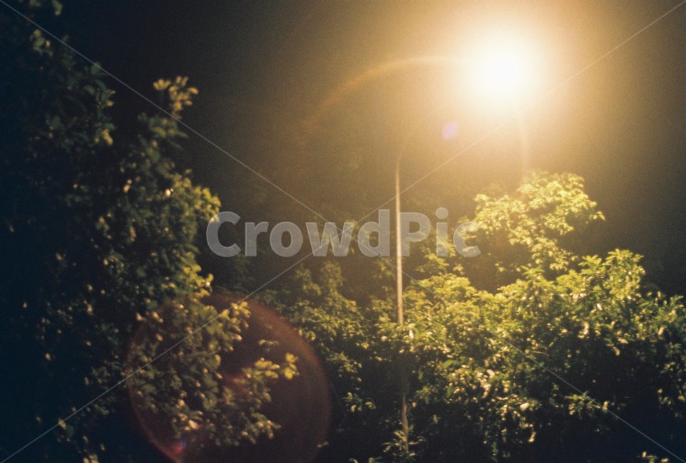 야경,빛번짐,나무,가로등,밤,자연,풍경,nature,landscape,야경,밤,nightscape,night,flare,플레어,light,빛