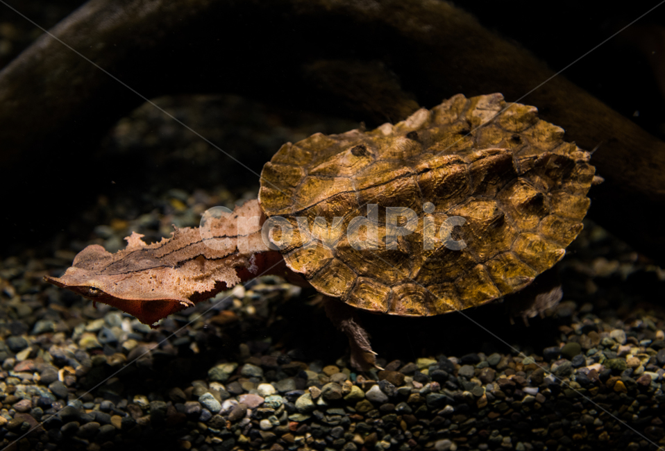 마타마타거북,거북,담수,아쿠아리움,수족관,동물,animal,파충류,양서류,reptile,amphibian