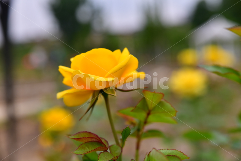 꽃,야생화,정원,수목원,자연,봄,여름,장미,식물,자연,plants,nature,꽃,flower