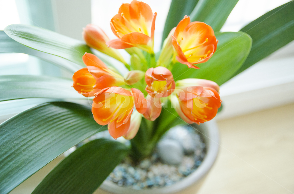 plant,식물,blossom,flower,꽃,kaffirlily,군자란,난,주황색,뷰티풀,아름다움,향기로움,식물,자연,plants,nature,꽃,flower