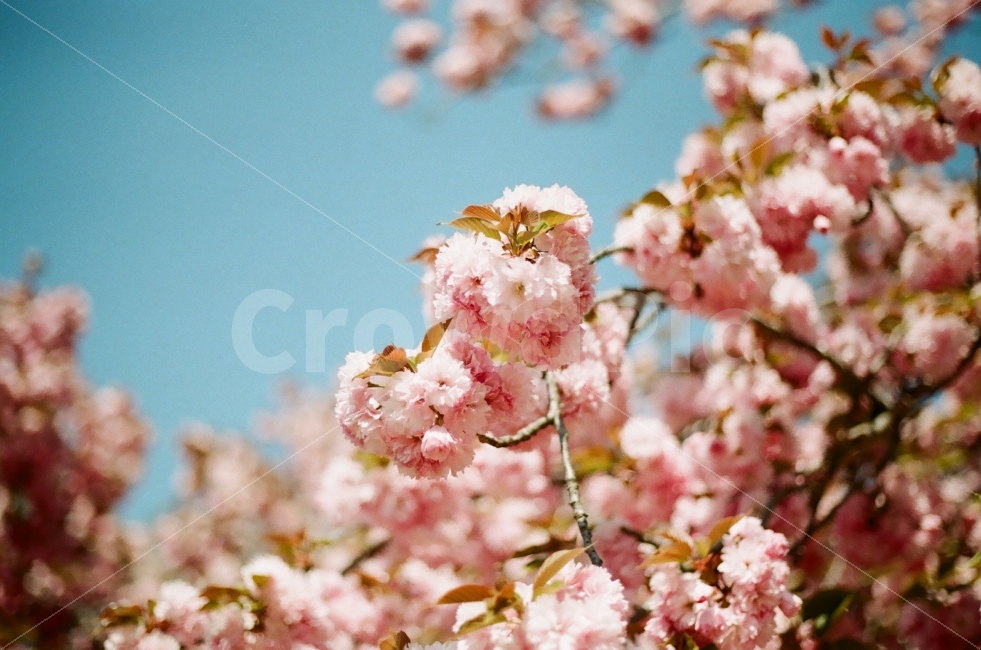 겹벚꽃,봄,꽃,분홍,경주,한국,식물,자연,plants,nature,꽃,flower