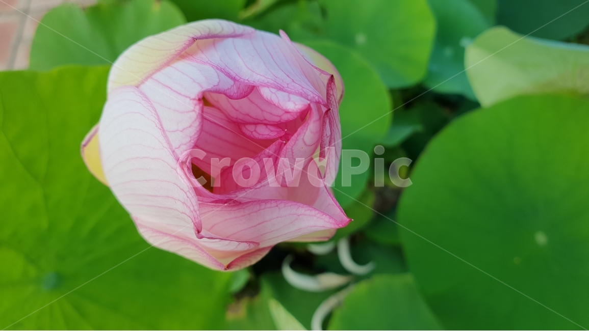 연밥,씨앗,여름,연못,식물,자연,초록,결실,꽃진자리,lotusseed,nature,plant,summer,수생식물,다년생,번식,생존,연꽃열매,연꽃씨앗,연꽃,홍련,연잎,배경,배경이미지,배경화면,식물,자연,plants,nature,꽃,flower