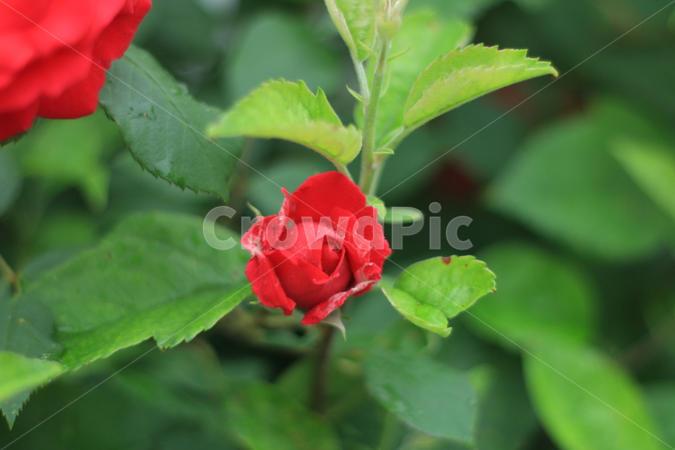 여름,꽃,장미,애증,여왕,식물,자연,plants,nature,꽃,flower
