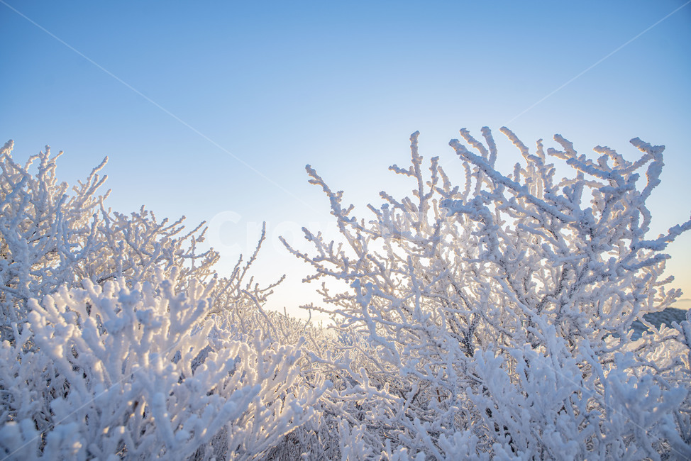 설산,태백산,겨울산,겨울,상고대,풍경,산,겨울풍경,눈꽃,nature,자연,snow,눈,겨울,계절,winter,season,자연,풍경,nature,landscape