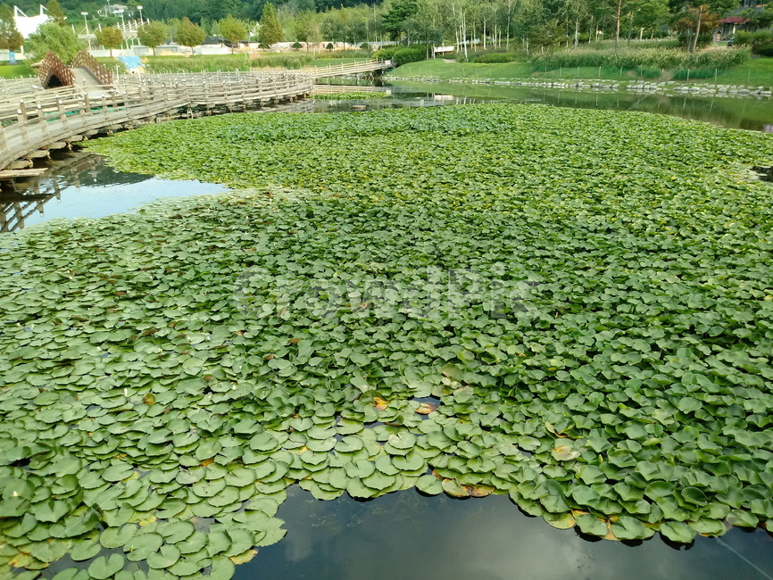 수련,자우련,수생식물,꽃,flower,plant,waterlily,자연,풍경,nature,landscape,식물