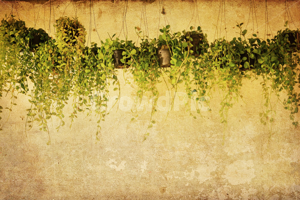 빈티지,감성,화초,벽면,카페,vintage,feeling,emotion,flowers,wall,배경,바탕,백그라운드,식물,화분,복고풍,앤틱,올드,old,텍스쳐,질감,넝쿨식물,나란히,배열,클래식,classic,식물,자연,plants,nature,빈티지사진,빈티지느낌,빈티지감성,vintage