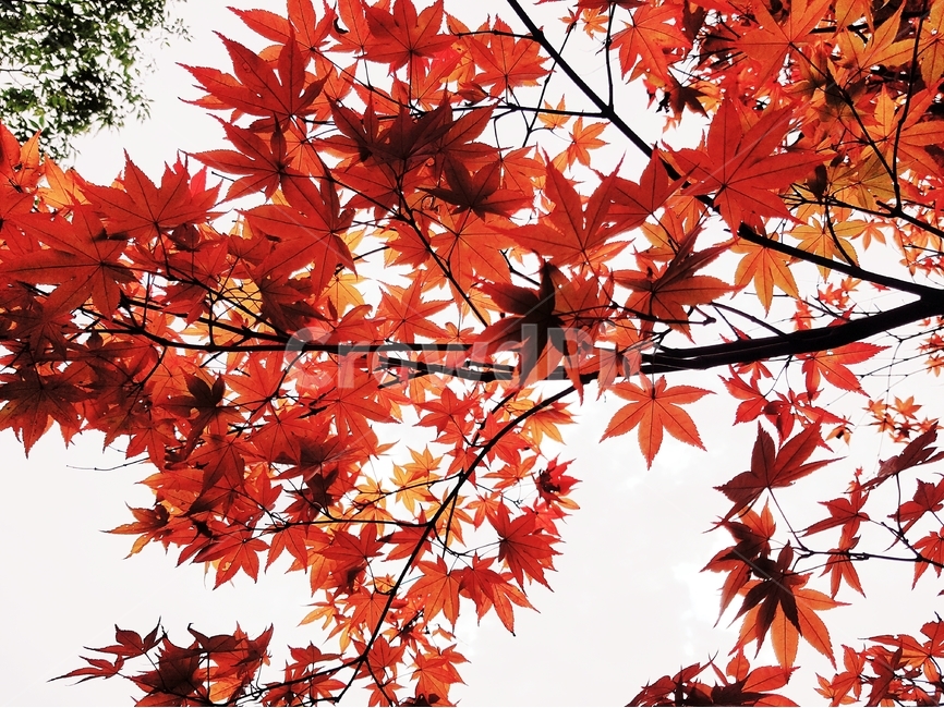 단풍잎,식물,자연,빨간색,계절,감성,가을,plant,autumn,nature,maple,background,배경,가을,계절,fall,autumn,season,식물,자연,plants,nature,leaf,잎,tree,나무,단풍