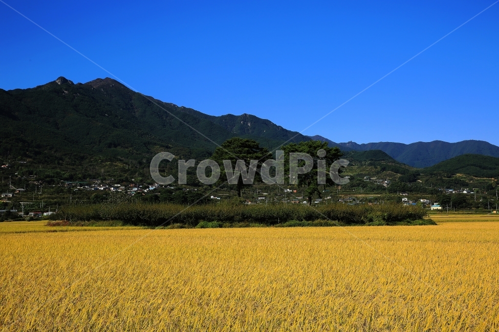 하동,악양들녁의가을,부부송,가을풍경,황금들녘,자연,풍경,nature,landscape,한국자연풍경,한국자연경관,korea nature landscape,시골,마을,country,rural,town,grassland,목초지,field,들,outdoors,옥외,farm,농장,농촌