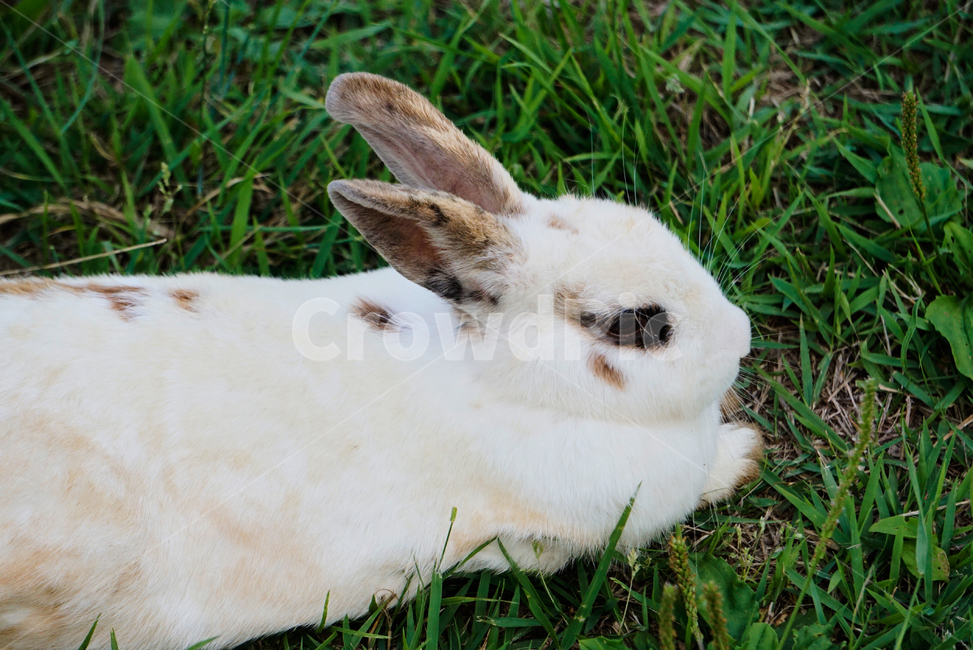 토끼,동물,야생,초식동물,포유류,자연,nature,rabbit,animal,야생동물,plant,식물,동물,animal,포유류,mammal