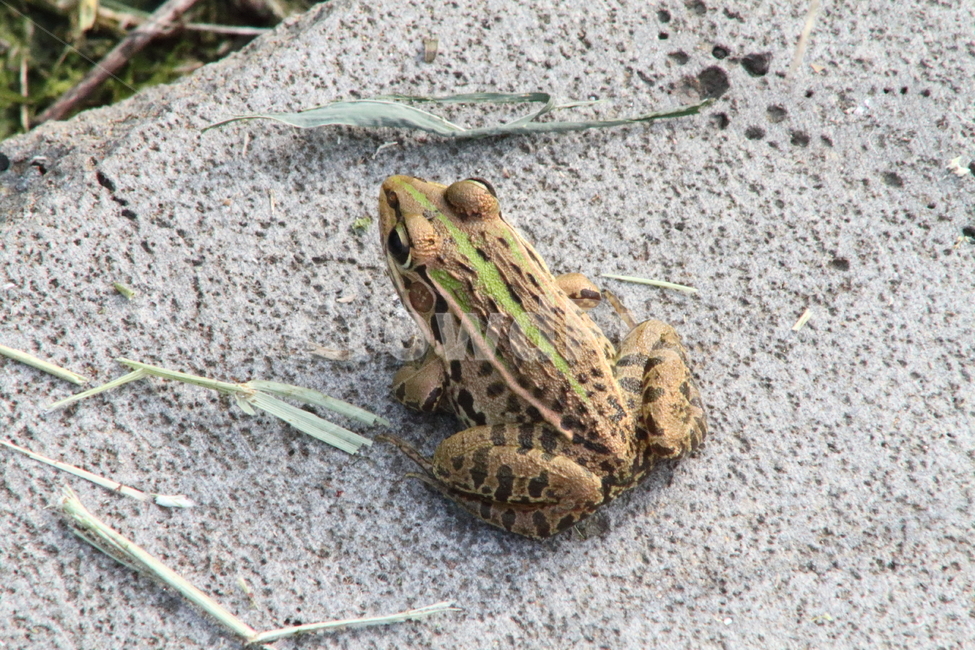 개구리,양서류,토종개구리,동물,frog,동물,animal,파충류,양서류,reptile,amphibian