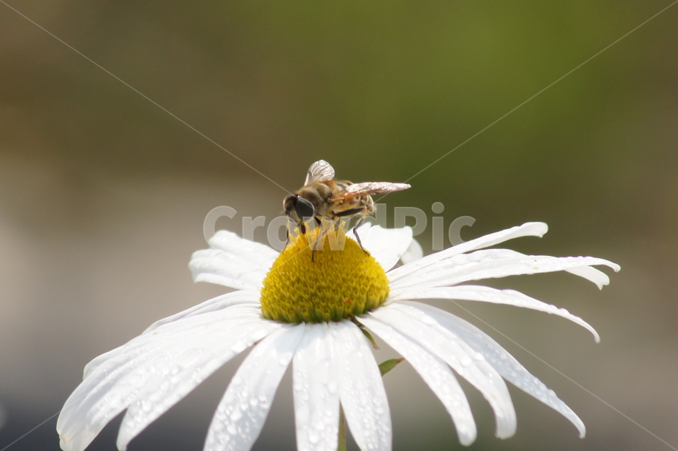 벌,꽃,꿀,봄,꿀벌,식물,자연,plants,nature,꽃,flower,동물,animal,곤충,벌레,insect,bug