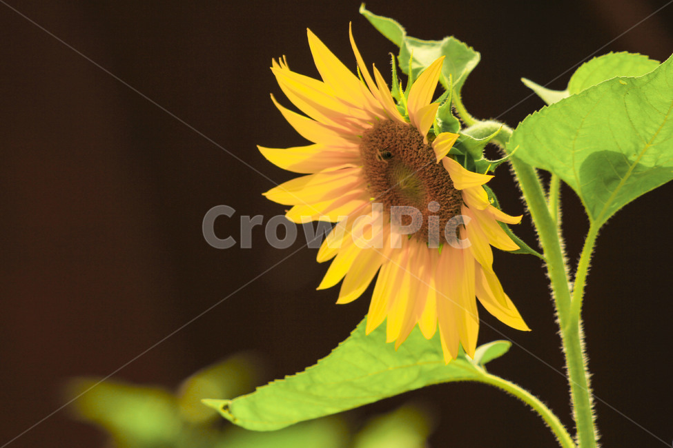 해바라기,여름,해바라기씨,노란해바라기,sunflower,꿀벌,punishment,식물,자연,plants,nature,꽃,flower