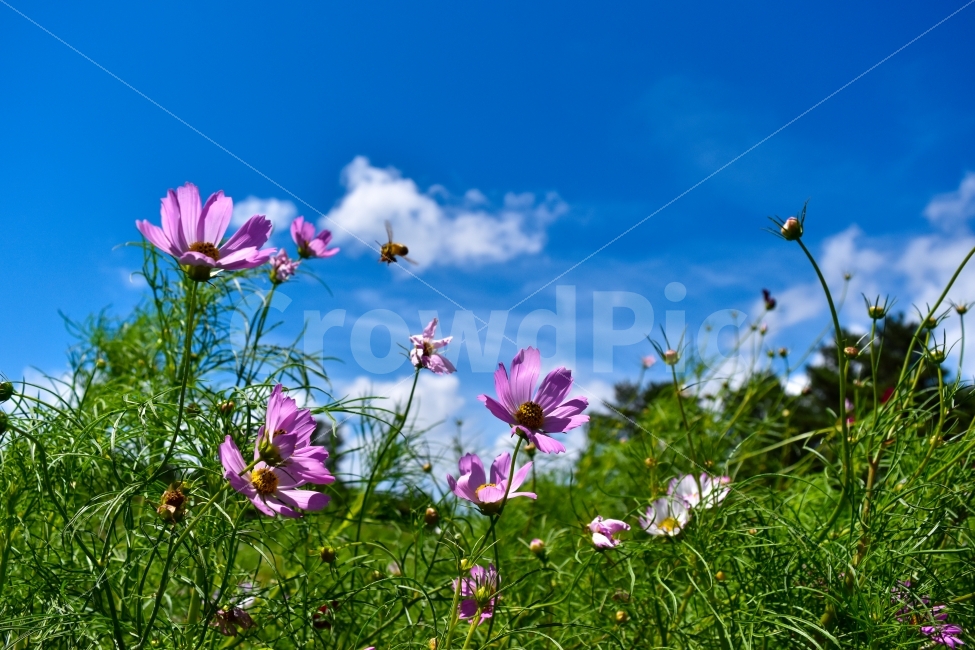 코스모스,가을,꽃,하늘,구름,제주도,가을,계절,fall,autumn,season,식물,자연,plants,nature,꽃,flower,동물,animal,곤충,벌레,insect,bug,plant,geranium,제라늄,blossom,petal,꽃잎,outdoors,옥외,grassland,목초지,field,들