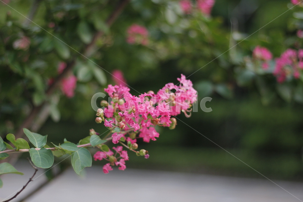 plant,식물,꽃,blossom,pinkflower,flower,분홍꽃,식물,자연,plants,nature,꽃,flower