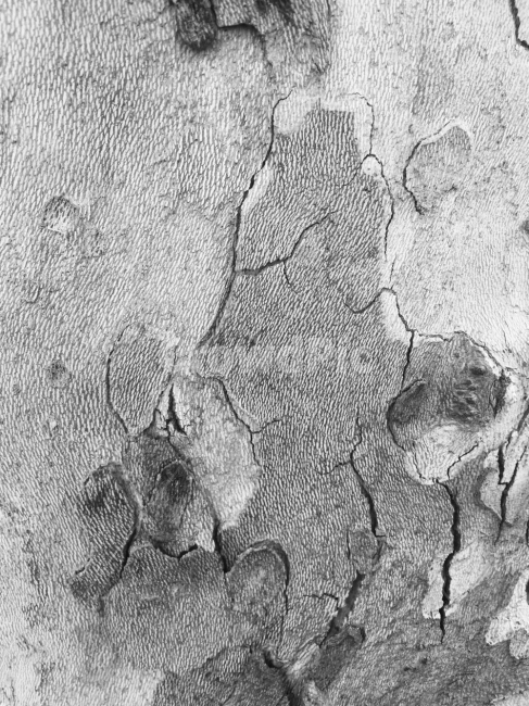 표정,갈라짐,나무,껍질,흑백,bw,wood,tree,gray,흑백,모노톤,monochrome,black and white,텍스처,질감,패턴,texture,pattern