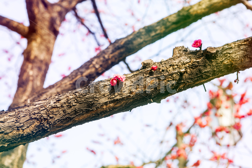 봄꽃,홍매화,풍경,봄,출사,식물,자연,plants,nature,꽃,flower