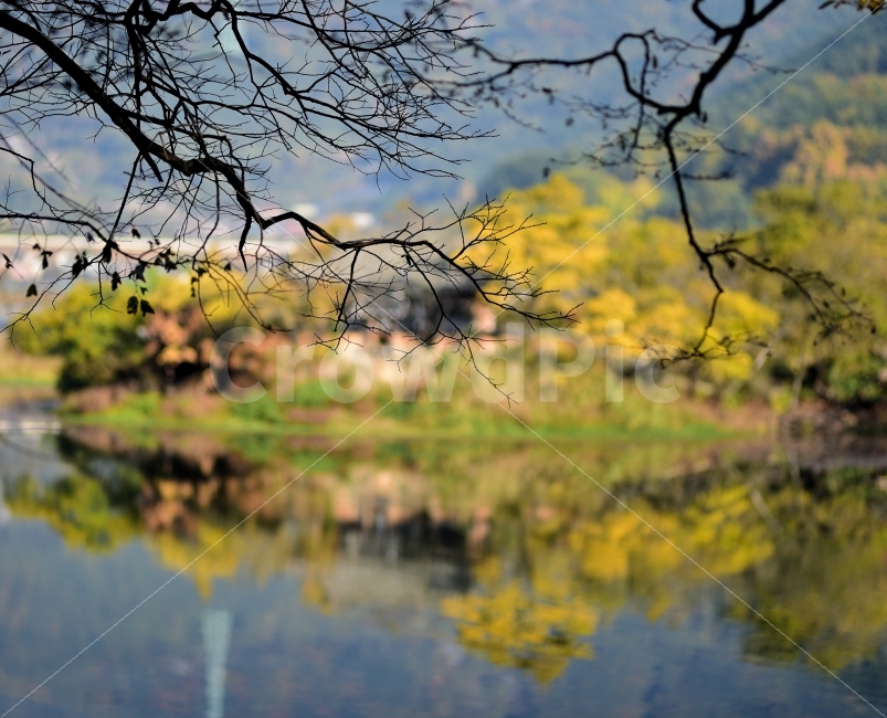 풍경,밀양,위양지,단풍,감성,여행,니콘,반영,자연,풍경,nature,landscape,water,물,outdoors,옥외,land,땅