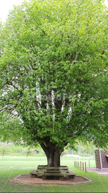 tree,나무,plant,식물,bench,공원,park,nature,자연,놀이터,playground