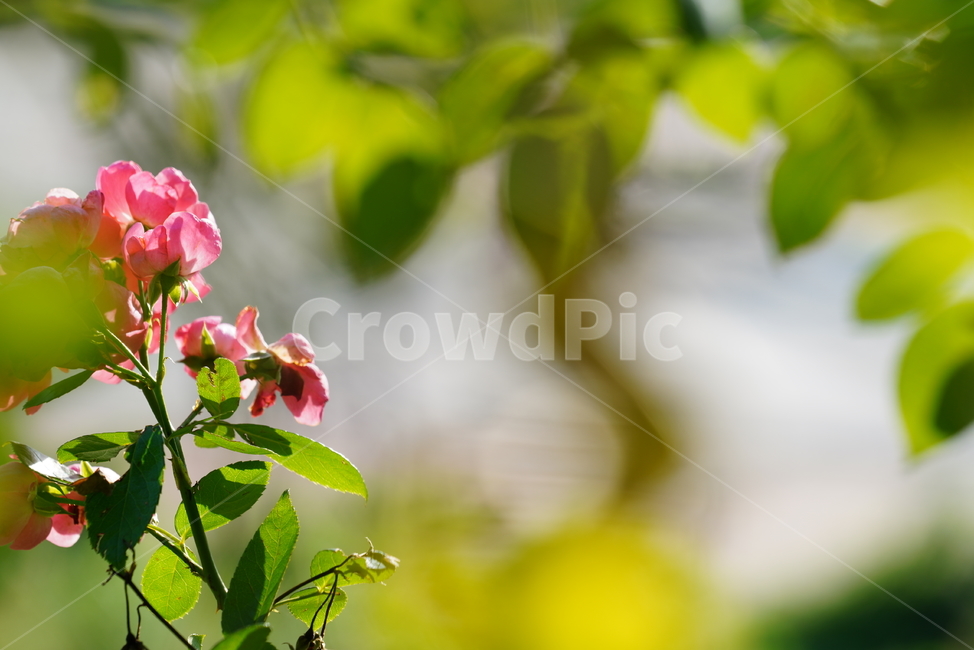 꽃,생물,플라워,flower,plant,식물,식물,자연,plants,nature,꽃,flower