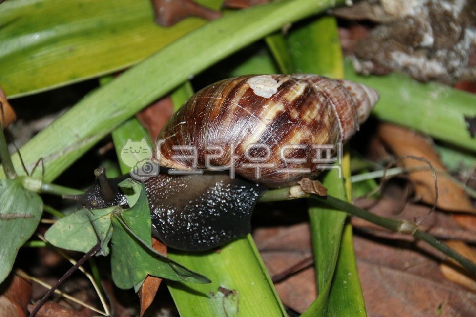 snail,fallen leaves,animal,invertebrates