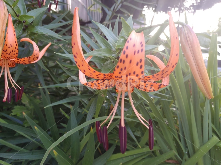 참나리,나리,lily,백합,나리꽃,lilium,알나리,식물