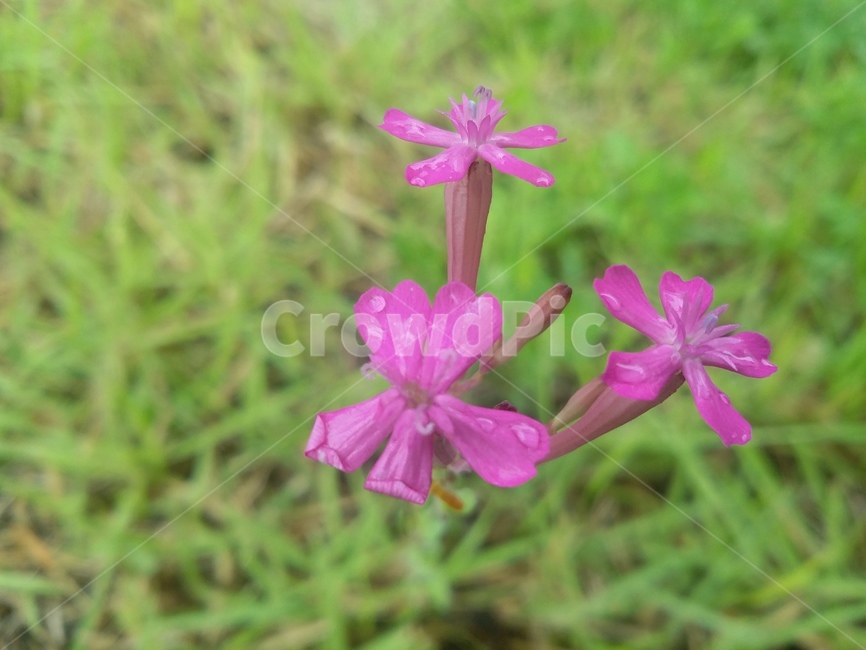 꽃,식물,flower,plant,자연,식물,자연,plants,nature