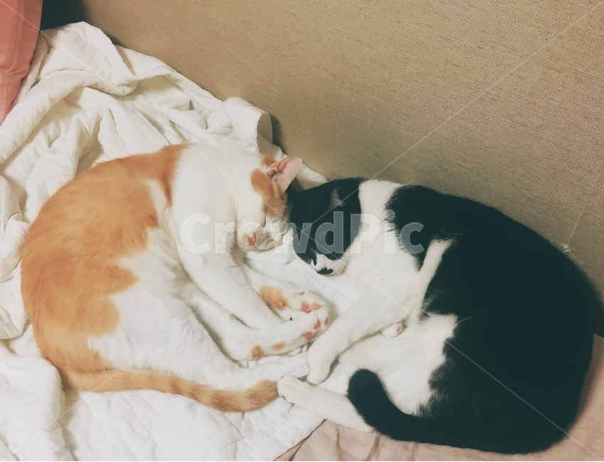 고양이,잠,귀여운,사랑스러운,힐링,따뜻한,동물,animal,포유류,mammal,고양이,cat,kitten,kitty