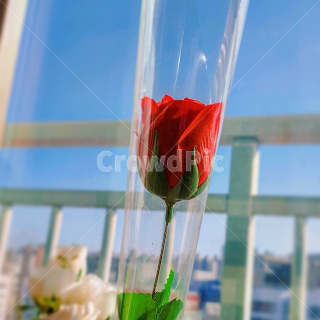 꽃,빨강,장미,베란다,초록,한송이,빨간꽃