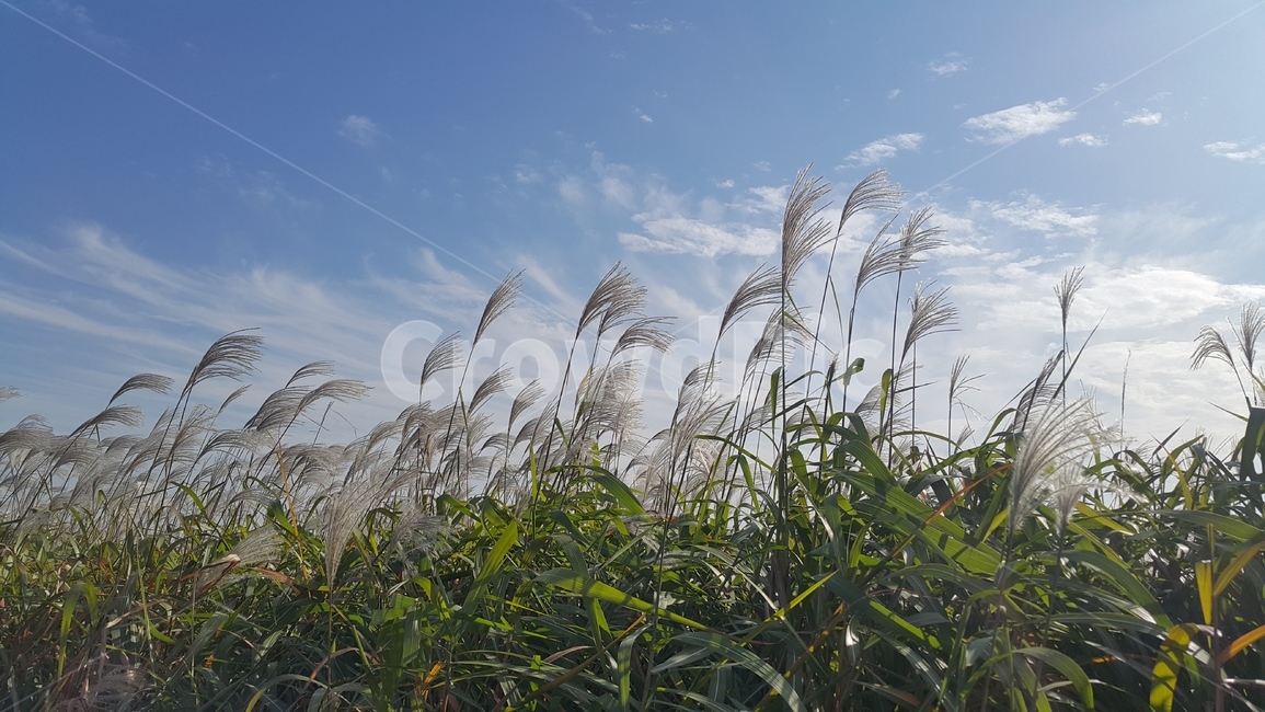 가을,억새풀,가을바람,가을하늘,억새바람,가을,계절,fall,autumn,season,식물,자연,plants,nature,grass,잔디,plant,lawn,reed,갈대
