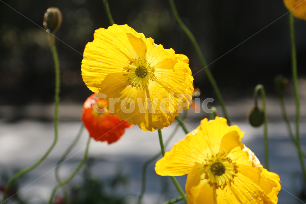 일본,가고시마,꽃,봄,튤립,tulip,바람