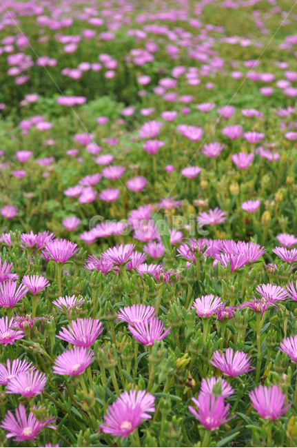plant,식물,petal,꽃잎,blossom,꽃,flower,식물,자연,plants,nature,꽃,flower