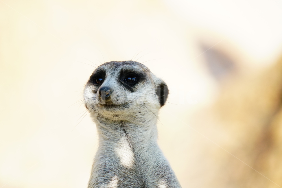 미어캣,슈리케이트,meerkat,suricate,포유류,동물,animal,파수꾼,육식동물,귀엽다,귀여운,귀여움,자연,nature,동물,animal,포유류,mammal