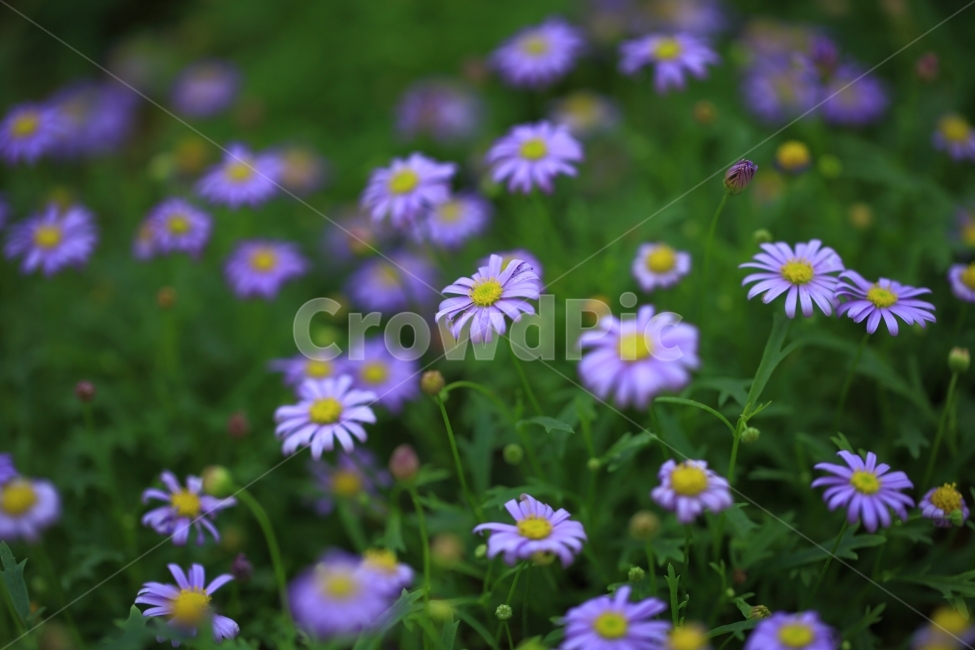 하늘국화,꽃,자연,풍경,봄꽃,식물,자연,plants,nature,꽃,flower