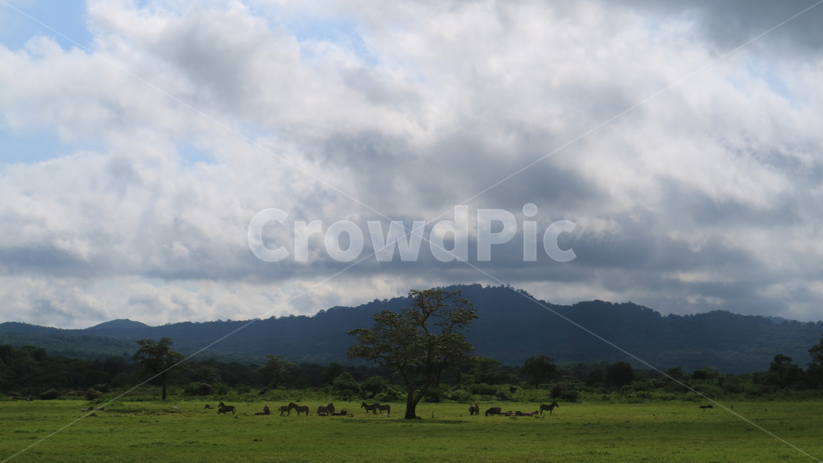 grassland,field,들,outdoors,옥외,nature,자연,농촌,rural,한지방,countryside,farm,농장,meadow,목초지,자연,풍경,nature,landscape