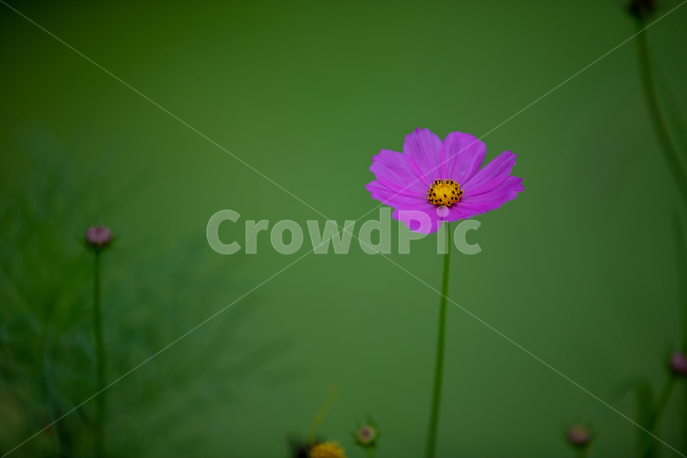 코스모스,꽃,녹색,flower,cosmos,감성,한송이,하나,꽃하나,식물,자연,plants,nature,꽃,flower