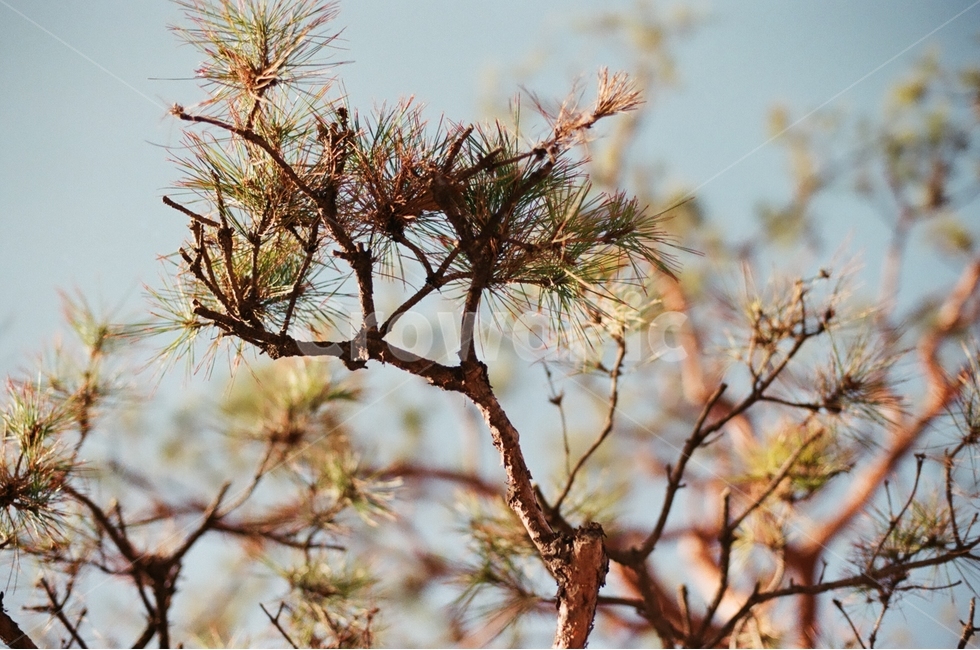 소나무,나무,식물,감성,가을,자연풍경,감정,landscape,feeling,emotion,식물,자연,plants,nature,나무,trees,wood,감성,sensible,feeling