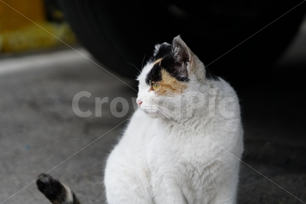 고양이,길고양이,들고양이,삼색고양이,삼색털고양이,냐옹,냐옹이,동물,애완동물,반려동물,애완묘,반려묘,cat,pet,animal,암컷,수컷,흰둥이,흰털,발톱,아스팔트,자동차,바퀴,타이어,야옹이,포유류,흰색,스냅,snap,동물,animal,고양이,cat,kitten,kitty,포유류,mammal
