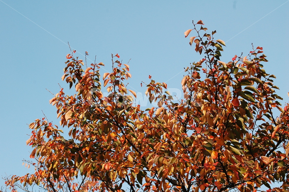 가을,단풍,낙엽,나뭇잎,단풍구경,단풍놀이,하늘,나뭇가지,가을,계절,fall,autumn,season,leaf,잎,plant,식물,tree,나무