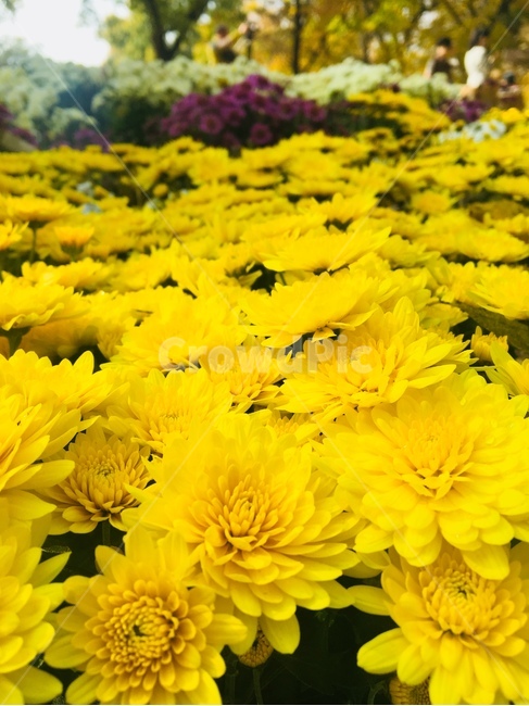 꽃,봄,자연,spring,들꽃,식물,flower,봄꽃,국화,화순,가을,봄,계절,spring,season,식물,자연,plants,nature,꽃,flower,plant,blossom