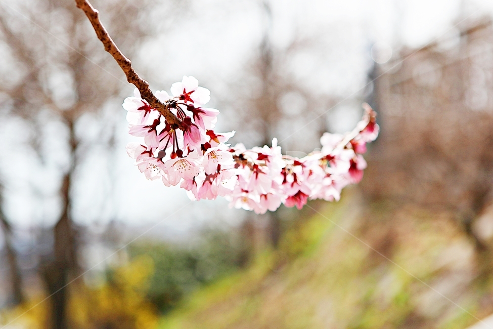벗꽃,꽃,봄꽃,자연,배경,봄,계절,spring,season,식물,자연,plants,nature,꽃,flower,plant,leaf,잎,blossom,petal,꽃잎