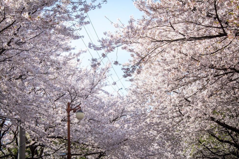 벚꽃,cherryblossom,봄꽃,꽃,flower,봄,spring,하늘,sky