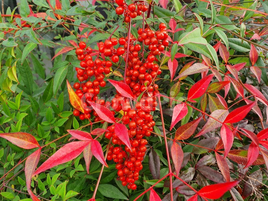 plant,식물,leaf,잎,열매,red,fruit,단풍,과일,열매,fruit